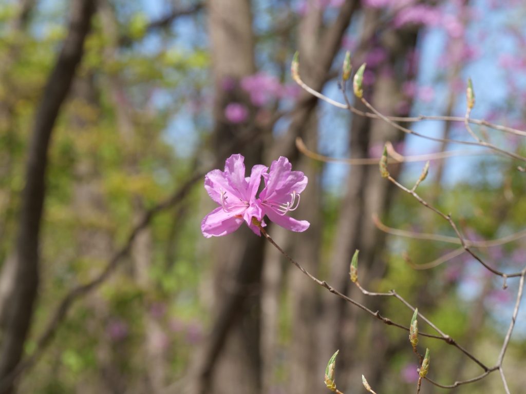 ミツバツツジの花盛り