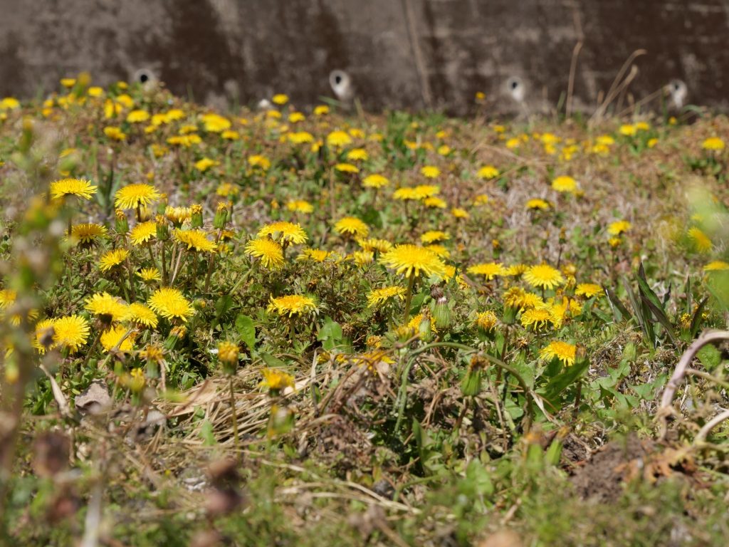 たんぽぽの咲くあぜ道から始まります