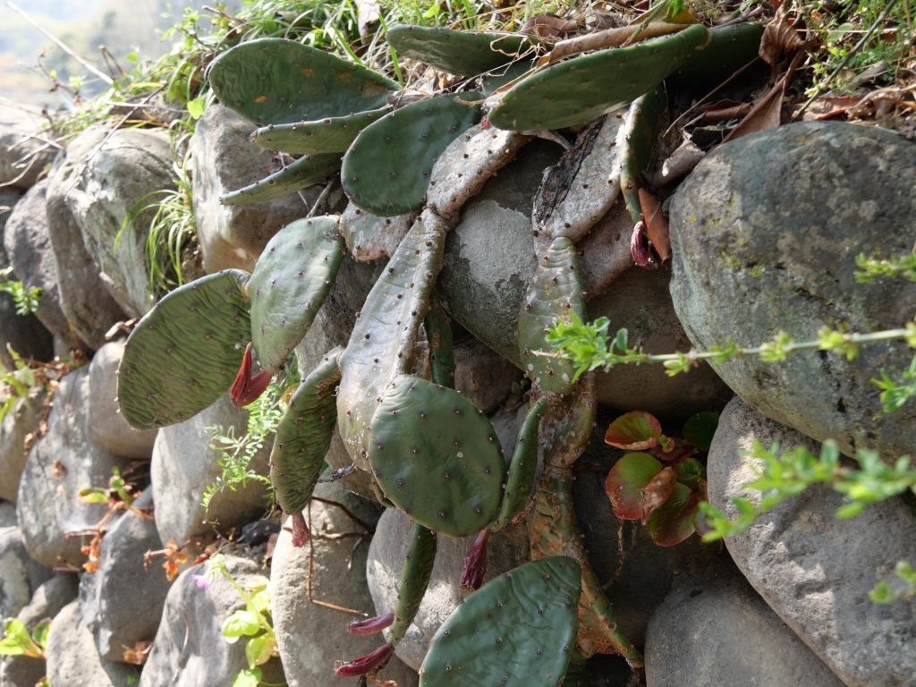 なぜかサボテンが多い