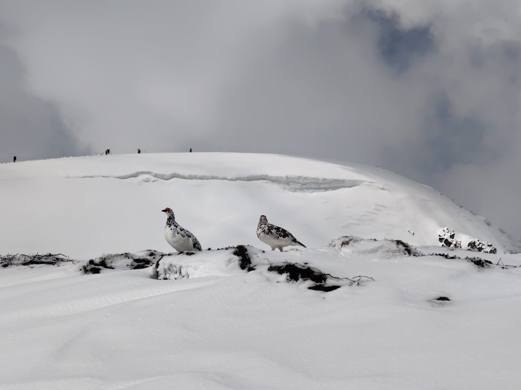雷鳥の夫婦