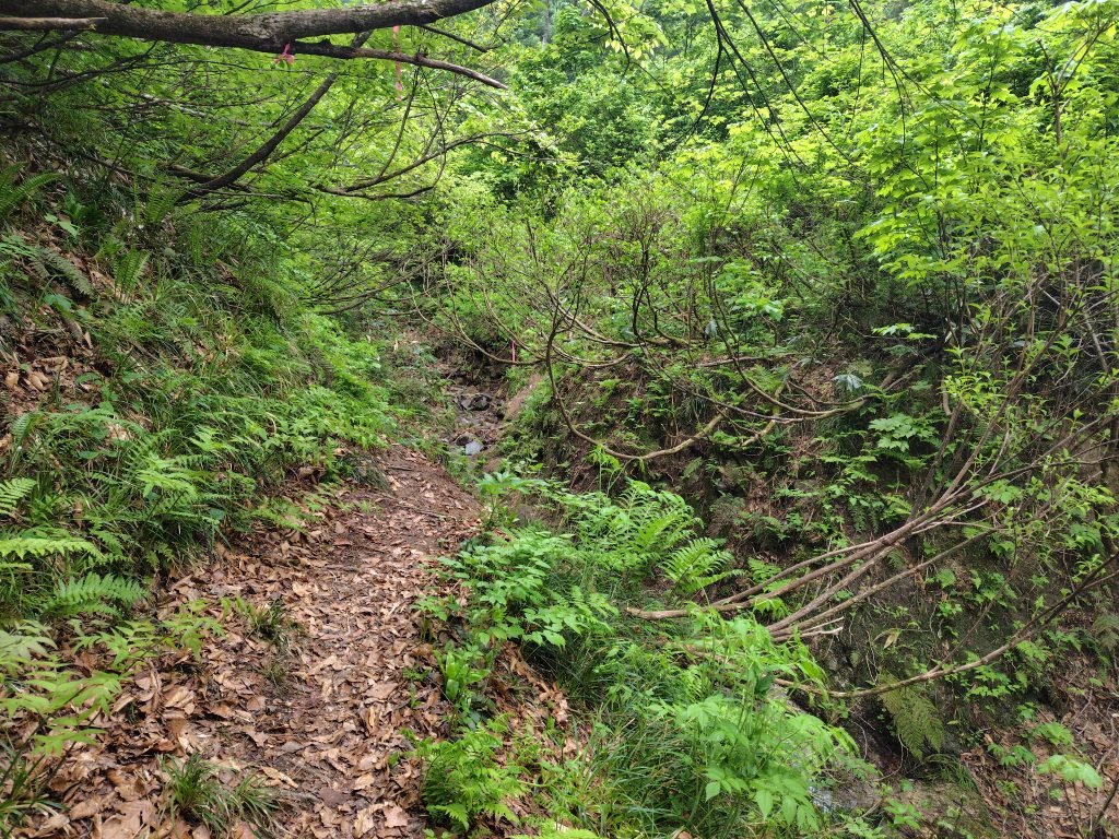 沢を渡る登山道