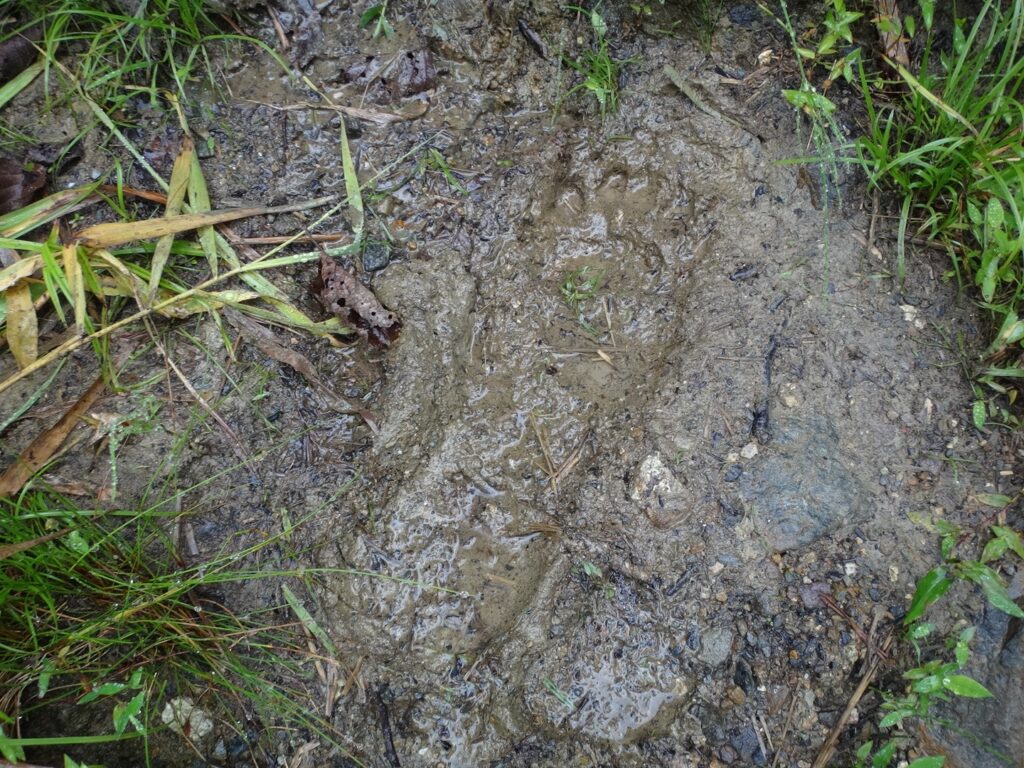 クマの足あと
