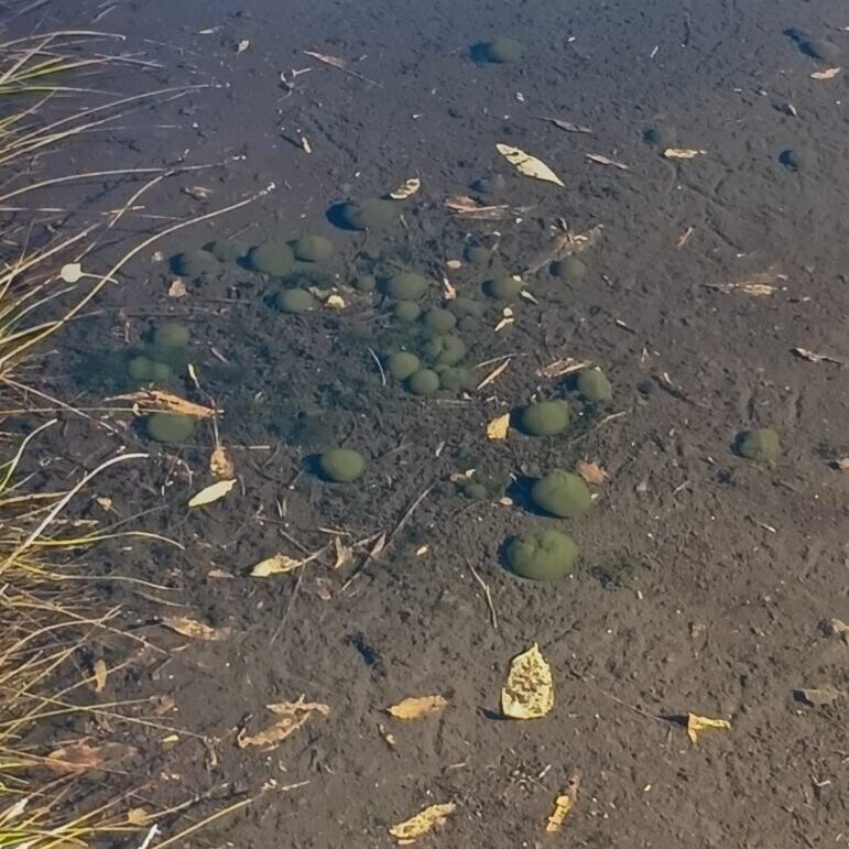 池塘の中にある謎のモフモフ