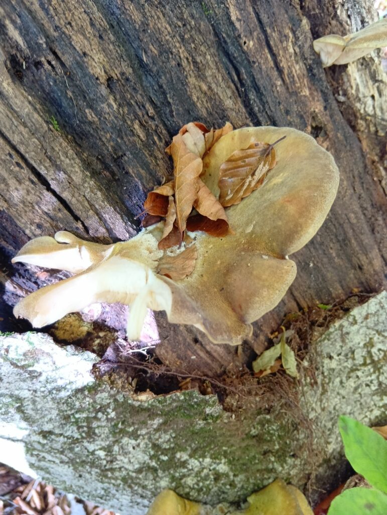 大きなムキタケ