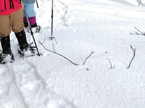 順調に歩きます