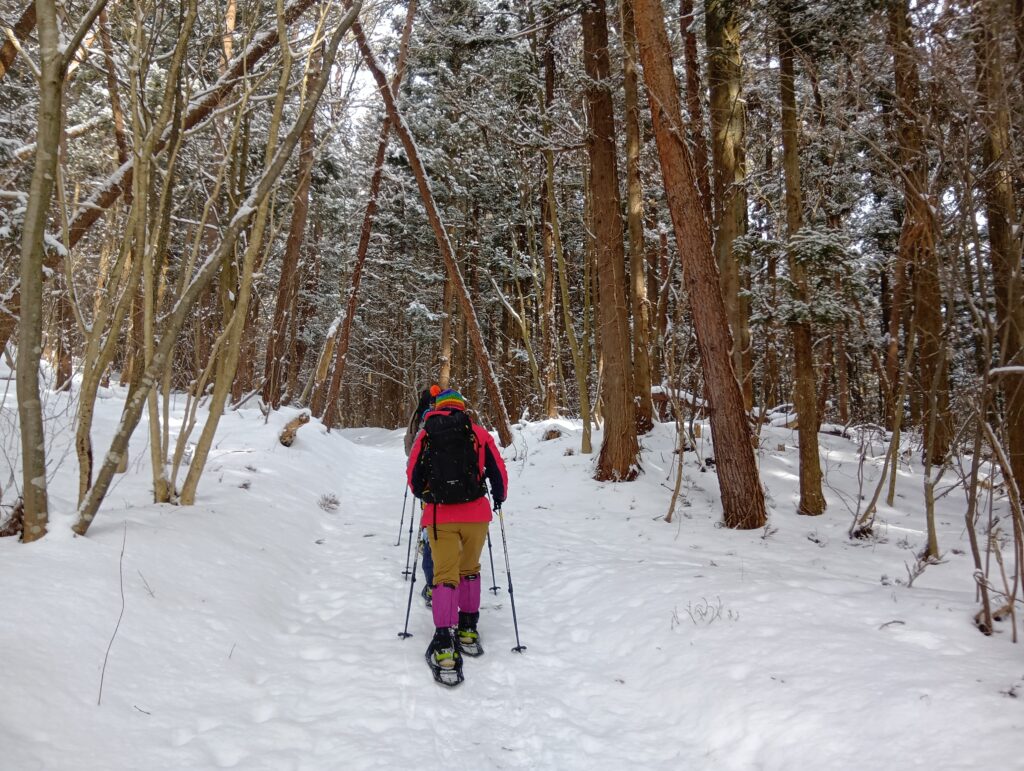 植林の森を歩きます