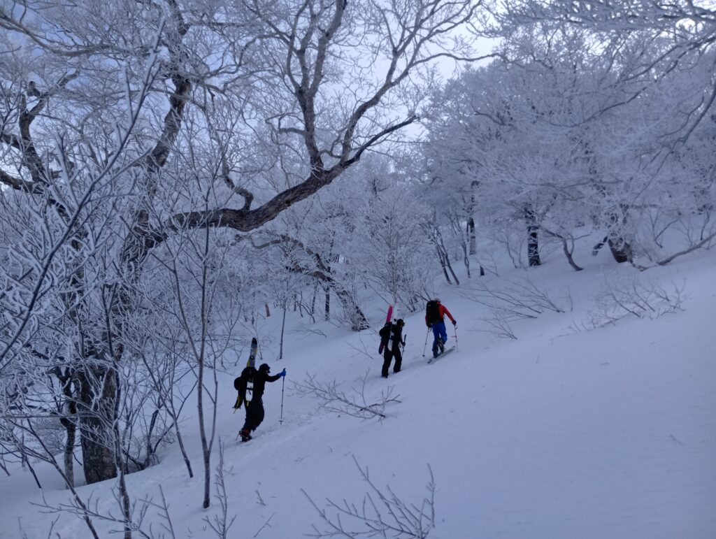 霧氷に包まれた森