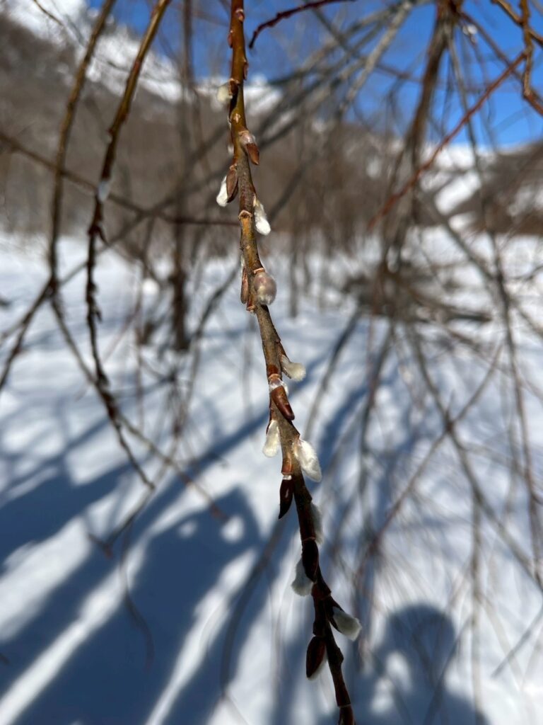 もふもふの柳の芽