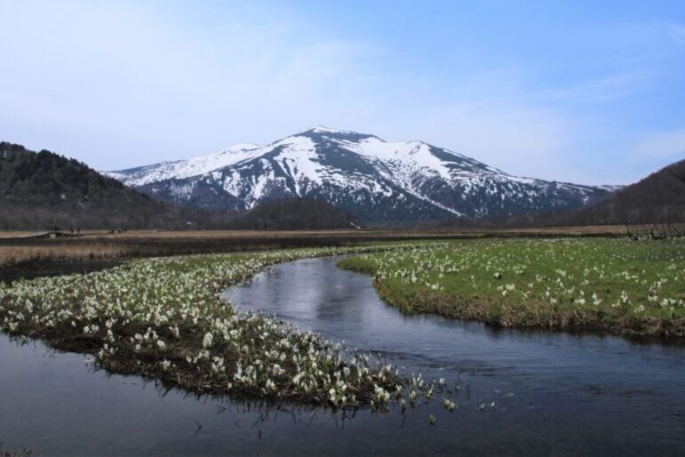 下の大堀川ミズバショウと至仏山