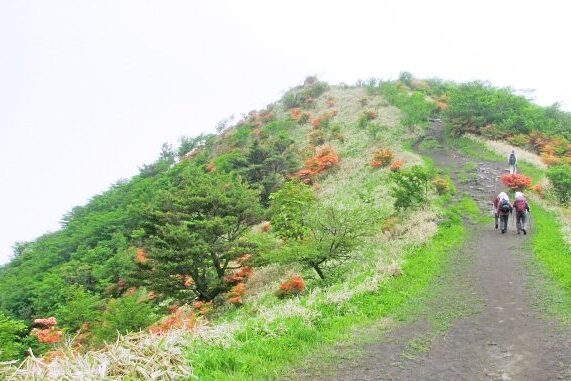 鍋割山とツツジ